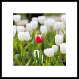 Nielsen Gerahmtes Bild „Tulpe“ 50,0 x 50,0 cm