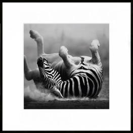 Nielsen Gerahmtes Bild „Zebra“ 50,0 x 50,0 cm