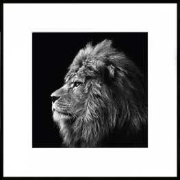 Nielsen Gerahmtes Bild „Löwe mit Mähne“ 50,0 x 50,0 cm
