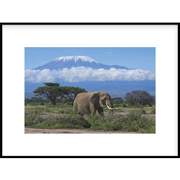 Nielsen Gerahmtes Bild „Elefant Prärie“ 80,0 x 60,0 cm