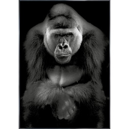 Nielsen Gerahmtes Bild „Gorilla“ 84,1 x 118,9 cm